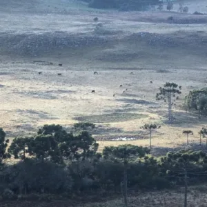 Vale dos Caminhos da Neve amanhece coberto de gelo no Topo da Serra | Foto: Reprodução / Mycchel Legnaghi 