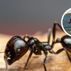 Homem morre após picada de formiga durante pescaria | Foto 1: Canva (imagem ilustrativa) | Foto 2: Reprodução