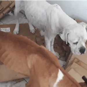 Multas por maus-tratos a animais podem chegar a R$ 43.159 em Joinville. A penalidade varia conforme a gravidade da infração e pode ser aplicada por animal atingido